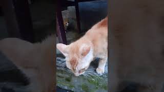 Meng oyen galak banget sama adeknya #cats