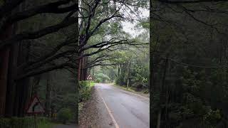 Rainy Road #rain #road #nature #shorts #chikmagalur