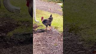 Silly rooster #animalshorts #chicken #backyardanimals #farmanimals #roosters #backyardchickens