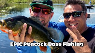 EPIC Peacock Bass Fishing in the Florida Everglades with Captains Mikey Moser & Jim Costabile!