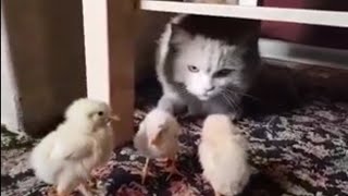 Cat Fluffy vs Innocent Chicks