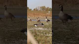 This Goose Had Some Serious Jewelry..