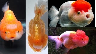 Ikan Mas Koki Lionhead Goldfish