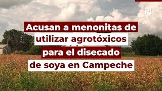 Acusan a menonitas de utilizar agrotóxicos para el disecado de soya en Campeche