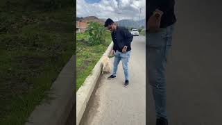 Ayudando perro en la calle