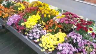 Variety of most beautiful flowers in autumn (by music)