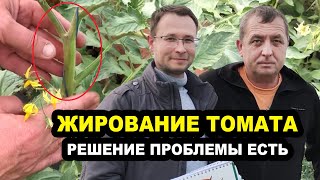 Жирование томата. Решение проблемы есть!