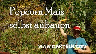 Popcorn Mais 🌽selbst anbauen - ganz einfach