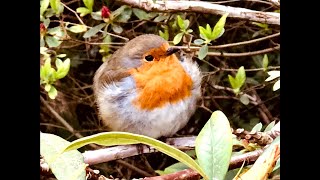 Весна в RHS Garden Wisley в Великобритании и в моем саду. Малиновка составила нам компанию!