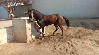 Beautiful Horse Dancing | Horse Dance 2022 | Ghora Dance 2022 | Horse Dance Clip 2022