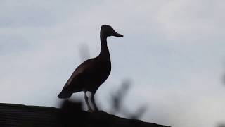 Mr.Duck on the Roof