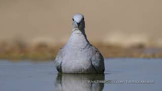 Eurasian collared dove (Streptopelia decaocto) / תור צווארון