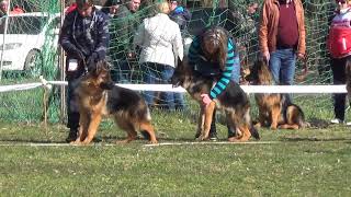 Зависть Богов Монте Карло (2 место в щенках) КЧК Кропоткин