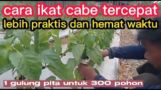 Part 5 : Cara mengikat batang cabe lebih cepat, lebih kokoh, hemat waktu