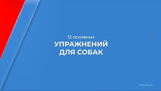 Курс обучения "Фитнес для собак (Фитнес-тренер для собак)" - 12 основных упражнений для собак