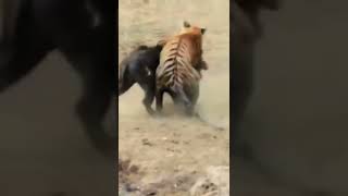 Monkey Smiles When Seeing Tiger Defeat Its Enemy #animals #wildanimals #shorts #tiger #monkey #enemy