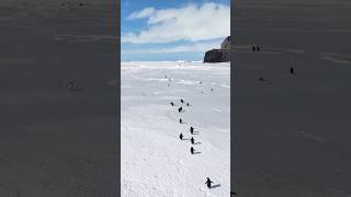 Caminaron un largo camino hasta el mar🇦🇶 Cabo Hallett#Antártida#pingüino #naturaleza #vida silvestre