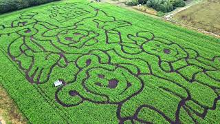 Cambridgeshire maize maze will celebrate 100 years of Disney