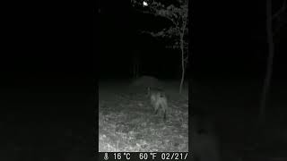 Bobcat on nightly stroll #short #shortsfeed #wildlife #bobcat #mkyb