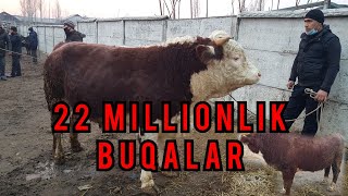 BALIQCHI MOL BOXORI 22 MILLIONLIK BUQALAR