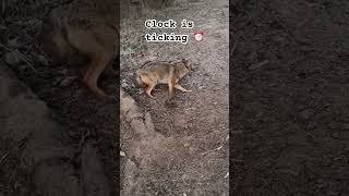 #ytshorts #trapping #trap #fy #coyote #bobcat