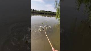 Stick It to the Fish A Unique Catching Technique 🐬 #viral #trending #fish