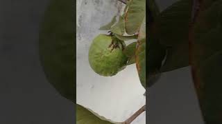 கொய்யா மரத்துல எவ்ளோ பெரிய கொய்யாக்கா /guava 🍈