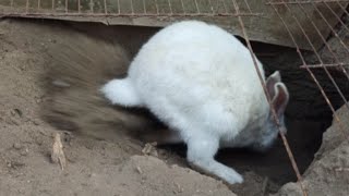 Super Bunny Mama in Action / The Rabbit Mama closing all the holes to save her babies