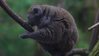 The Gentle Lemurs leave Bristol Zoo Gardens