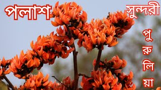 বসন্তে পলাশ এর রাঙ্গা পুরুলিয়া || পলাশ || Polash ful