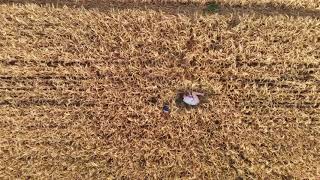 Aerial view of woman lying in the field of wheat