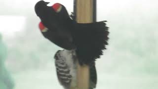 HAIRY WOODPECK vs RED-WINGED BLACKBIRD