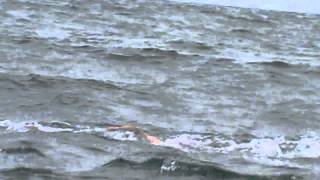 Ocean Swim Race North Coast of Spain Summer 2014