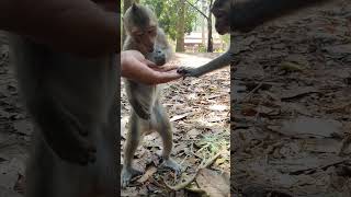 Feeding wild monkey in Amber troop ep066 #monkeyaction #wildanimal #wildmonkey