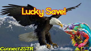 6. Lucky Escape by Chameleon from Eagle_Nature@Connect2STR