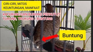 Katuranggan Burung Perkutut Tukung, Trukung atau Buntung by @sahirutomo535