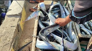 Ikan Suri-Suri (Flat Needlefish) Besar & Pipih !! Hasil Tangkapan Nelayan