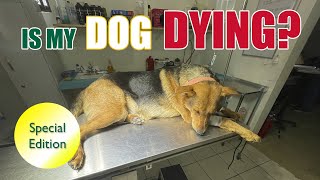 A Dogs Journey. Is My Dog Dying? What happened to Monkey? [SPECIAL EDITION]  (Subtítulos)