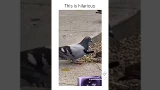 Pigeon Rave hahaha