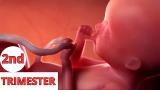 Pregnancy: The Second Trimester 👶 What To Expect 👶symptoms and signs |3D Animated Pregnancy.