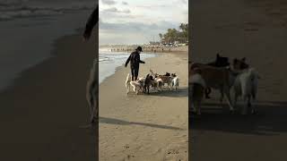 Dog's Paradise... Only in Canggu Beach.. 🌞🌴🐕🐩🦮🐕‍🦺