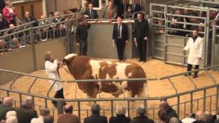 Simmental Bulls (top 9 prices) @Stirling Bull Sales 20/10/15