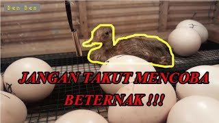 MESIN TETAS SEDERHANA BEBEK DAN AYAM