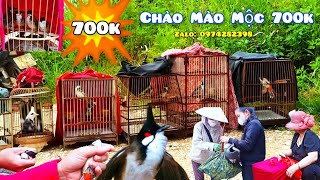 Giờ Chào Mào Mộc Hiếm Phải Sang Tận Trung Quốc Bẫy Nên Có Giá 700K