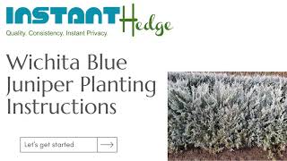 Juniper Wichita Blue Planting Tips & Information