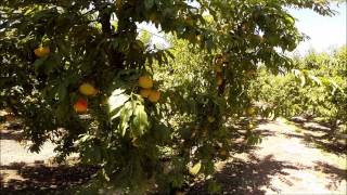 Marc Suderman #323 | Fayette peaches with Finishing Foliar | 7/3/15