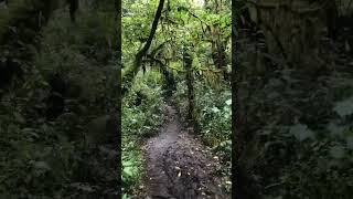 Bird song in the scary forest