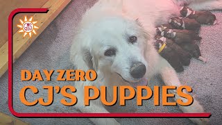 Great Bernese Puppies Birth - CJ's Nintendo Puppy Litter 11-05-23