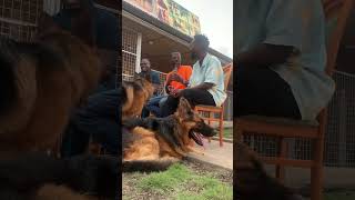 Lovely German shepherds relaxed during interview #germanshepherd #dog #shorts