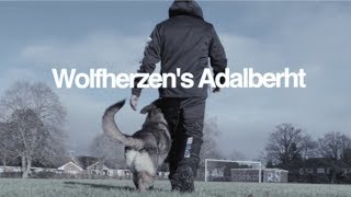 Wolfherzens Adalberht GSD 2 years IPO Schutzhund dog training